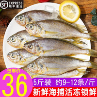 顺丰直送 生鲜野生黄花鱼5斤小黄鱼舟山大黄花海鲜活鲜冷冻发货小黄花鱼 5斤(一斤9-12条活动即将结束)