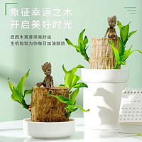 泰西丝 巴西木格鲁特水养树人盆栽 幸运巴西木+陶瓷盆 5-6cm