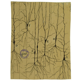 《大脑之美：圣地亚哥·拉蒙-卡哈尔绘图》（现代神经学之父的传世之作，中科院院士蒲慕明作序推荐）