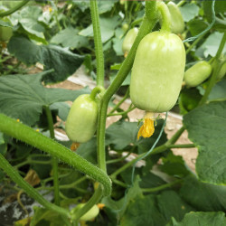 依禾农庄金童玉女小黄瓜水果黄瓜5斤