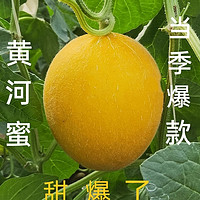 【精选5斤】当天采摘新鲜黄河蜜甜瓜香瓜哈密瓜