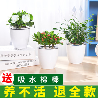 品盛室内罗汉松盆栽 报价价格评测怎么样 什么值得买