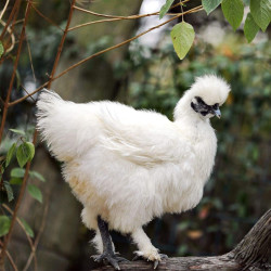 芮瑞白凤乌鸡土鸡乌骨鸡散养鸡新鲜鸡肉月子鸡整鸡杀后净重700g只