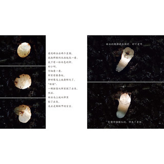 《生命的故事·第3辑》（新版、套装共10册）