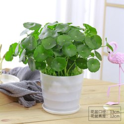 泰西丝 水培植物 盆+土+铜钱草