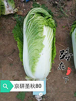 山东白菜种孑冬季四季秋种籽3克