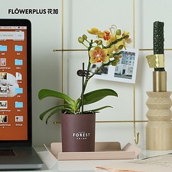 FlowerPlus 花加 京东自营 花加 flowerplus mini蝴蝶兰盆栽包邮