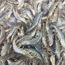 嗨胃 国产鲜活冷冻   白虾基围虾海虾大虾  4斤 11-15cm