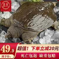 简鲜 鲜活大甲鱼 王八中华鳖 活鲜海鲜水产送礼盒装 1.2-1.6斤/1只 盒装 水团鱼