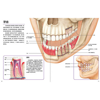 《万物运转的秘密·人体》