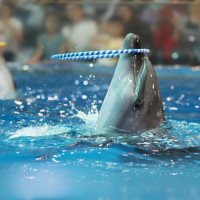 文末抽免单：【南京玄武区】海底世界 1.2m以下儿童和70岁以上老人免费