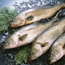 三去开背深海鲈鱼去鳞去鳃去内脏约重360480g条生鲜鱼类海鲜水产