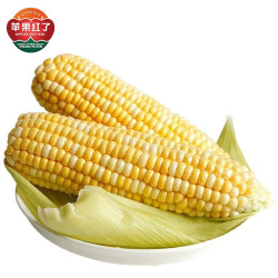 新鲜水果玉米 500g装