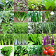 阳台盆栽 蔬菜种子 30包蔬菜+肥2包