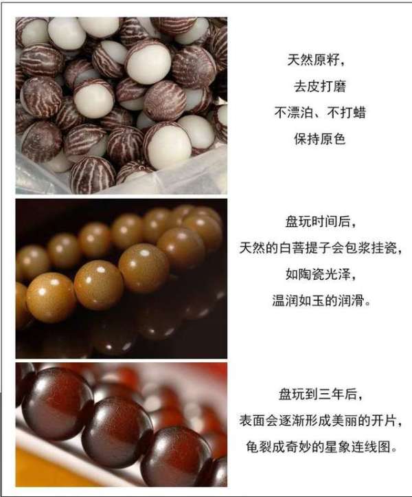 天然白玉菩提子12mm菩提根