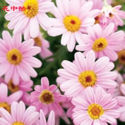 野花种子 花中酷木春菊种子100粒多少钱 什么值得买