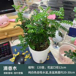 红豆（Hodo）清香胡椒木白色双层吸水盆中号 办公室桌面清香绿植客厅室内盆栽四季常绿木本 带盆栽好