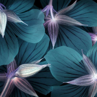 PICA Photo 拾相记 Michel Gantner 作品《天竺葵 》28 x 33 cm 收藏级影像工艺 限量50版