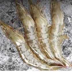 沃鲜汇 国产大虾 4斤