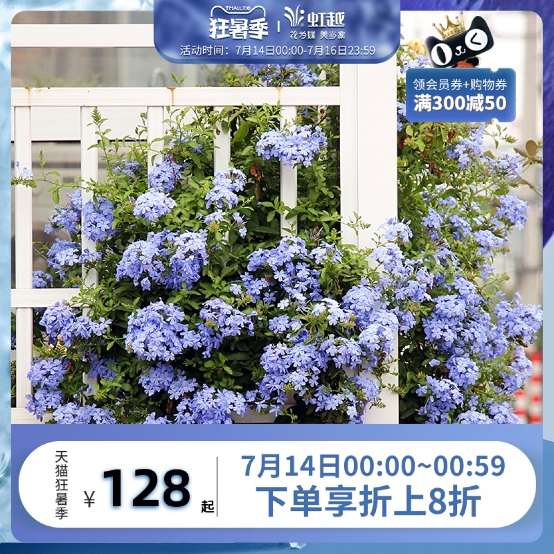 发现湖北一姐姐的蓝雪花，那叫一个“漂亮”，拍给大家看看