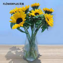 FlowerPlus 花加 向日葵 5枝