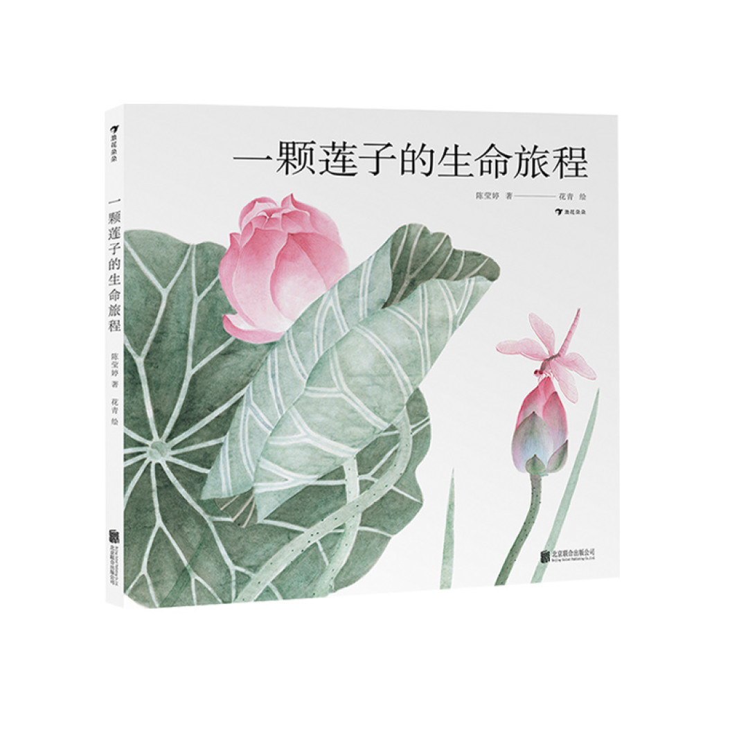 跟着莲子走过四季,遇见最美中国风