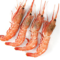 产地直发舟山特产新鲜大头红虾海虾鲜活冰虾一斤30只左右