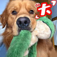 afp狗狗玩具大型犬耐咬磨牙发声逗狗神器毛绒玩具 青蛙