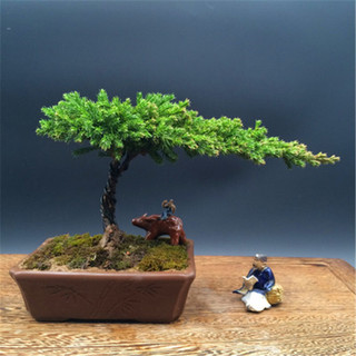 花无痕 迎客松造型盆栽 30cm