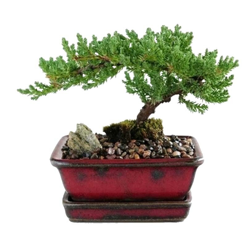 花无痕 迎客松造型盆栽