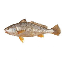 chunrui 春瑞 深海大黄鱼 500g