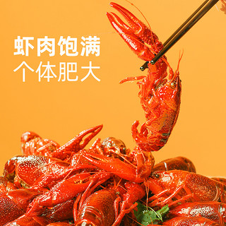 红小厨麻辣小龙虾整虾3.6斤4-6钱即食熟食盒装特级全虾（十三香口味）