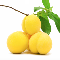 亿果争鲜 湖南炎陵正宗黄桃 单果约5-6两 5斤 礼盒装