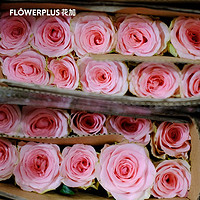 FlowerPlus 花加 基地直发鲜花玫瑰向日葵洋甘菊睡莲美观插花