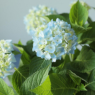 花加绿植盆栽无尽夏绣球装饰桌面家居摆件