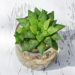 室内盆栽 拾春约水培多肉植物水晶寿多少钱 什么值得买