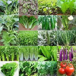 阳台盆栽 蔬菜种子 30包蔬菜+工具+喷壶+肥2包