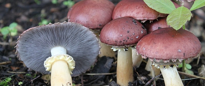 stropharia),花园巨人(garden giant),勃艮第蘑菇(burgundy mushroom)