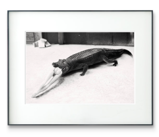 PICA Photo 拾相记 Alberto Alicata 作品《Iconic B #4》28 x 33 cm 内衬装裱 限量100件