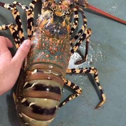 蝶岛船说澳洲龙虾小青龙冷冻大花龙新鲜澳龙特大龙虾221斤只