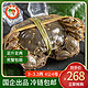 首食惠 六月黄大闸蟹鲜活3—3.3两螃蟹4公4母活物水产兴化礼盒现货