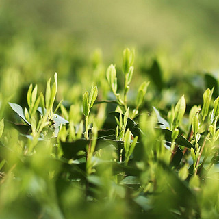 京东京造 明前特级 龙井茶 100g 国风礼盒装