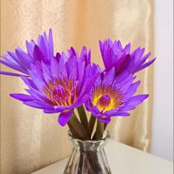 紫色睡莲鲜花花束10支