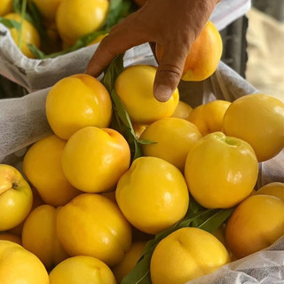 什谷丰 黄金油桃 2.5kg