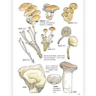 《盛口满的手绘自然图鉴·餐桌上的生物进化》（精装）