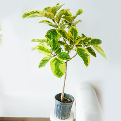 春天到家 家居大型植物 黄金榕100-120cm