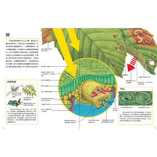 《万物运转的秘密·植物》