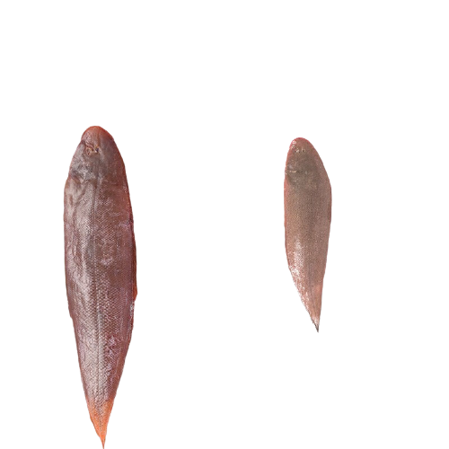 三人港 深海真龙利鱼 2条 950g-1kg