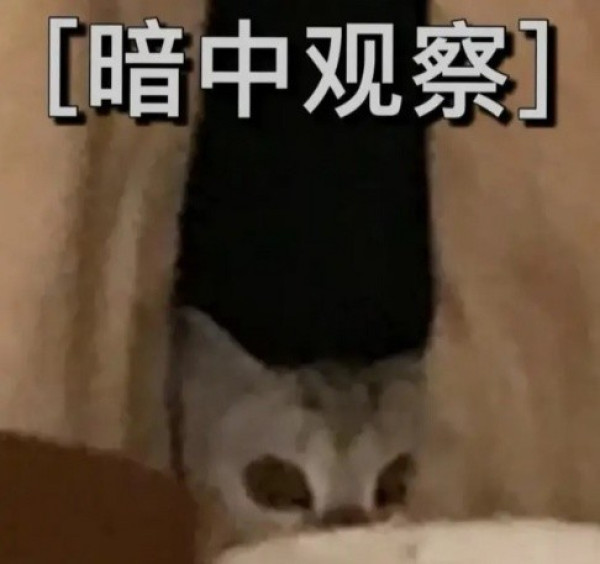 老北方的味道 白菜销量top1的京式月饼在线试吃！