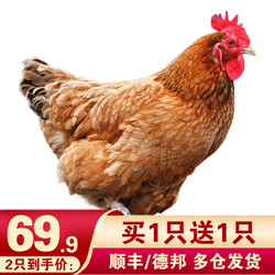 黄河畔 买1只送1只 黄河畔 农家散养土鸡三黄鸡走地鸡笨鸡 鸡肉生鲜 750g/只 整只装